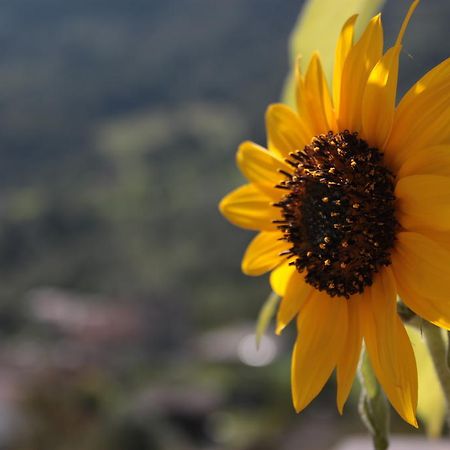 شقة باشينو  في Il Girasole المظهر الخارجي الصورة