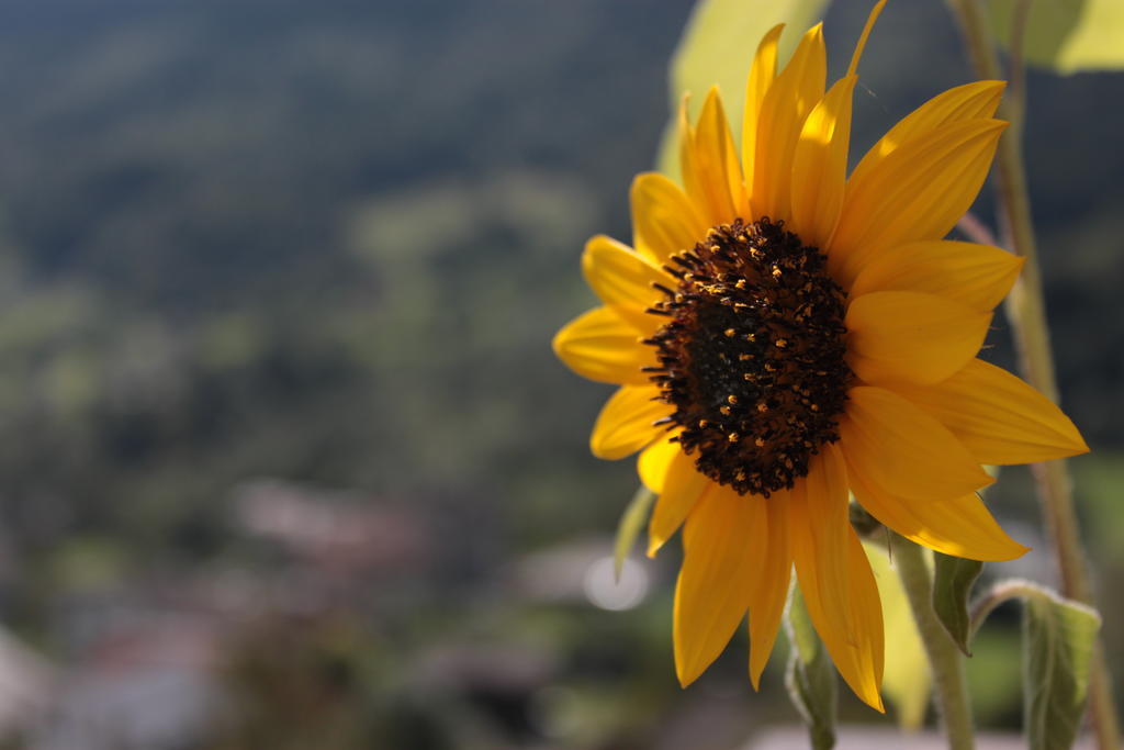 شقة باشينو  في Il Girasole المظهر الخارجي الصورة